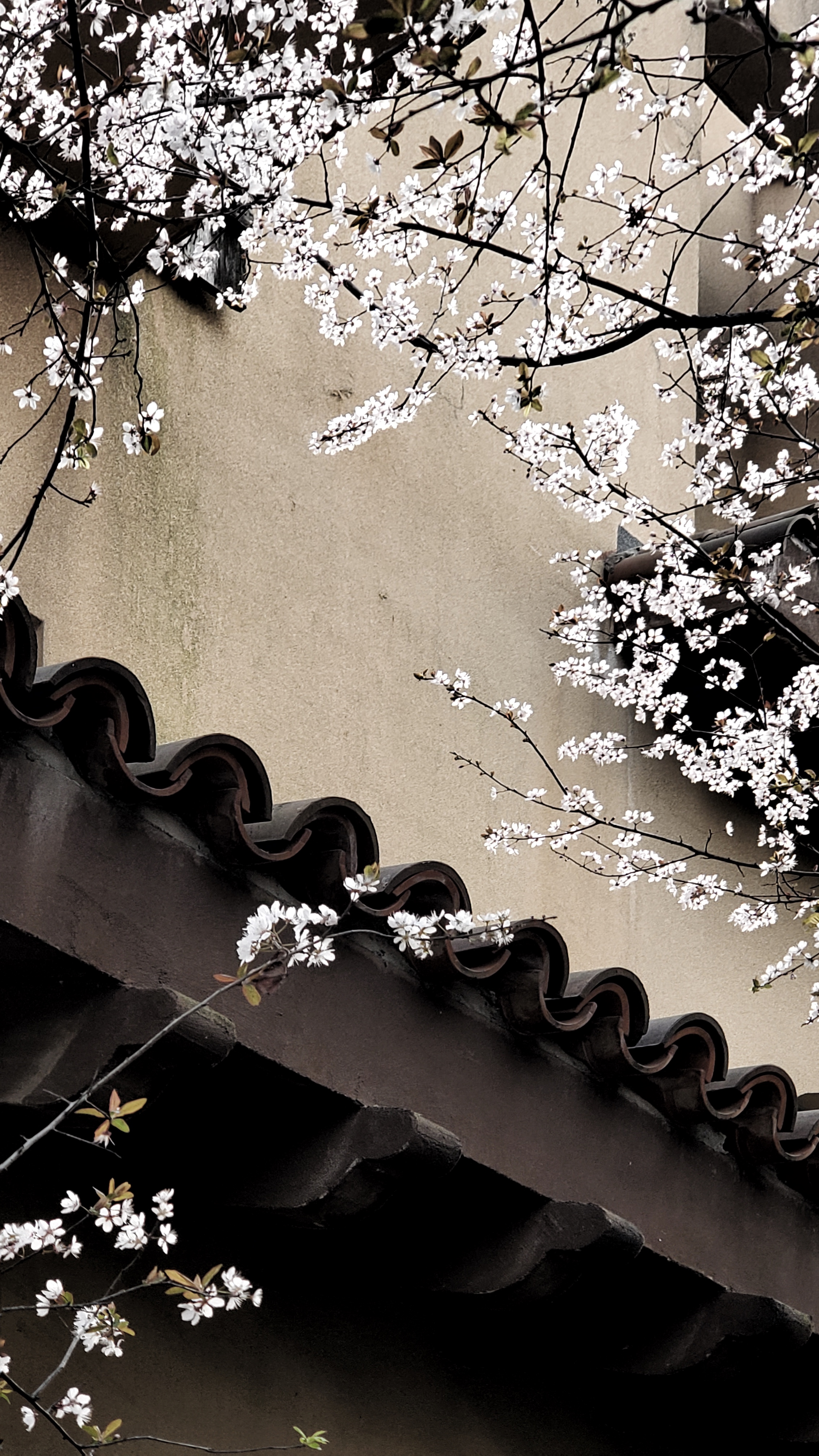 和春住。带着小神兽去踏青