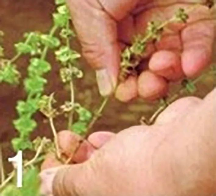 一场知识交换：你教我用罗勒做菜，我教你用盆种出罗勒