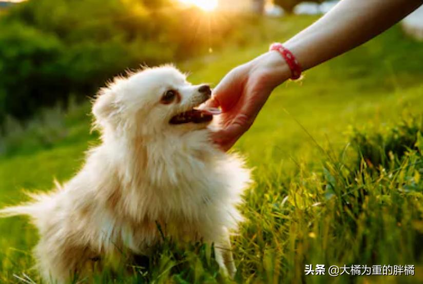 如何宠爱博美,博美要怎么教才听话