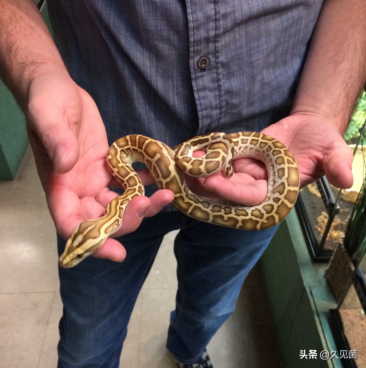 40万只缅甸蟒肆虐美国，放肆绞杀本地物种，美国人试图将其吃光