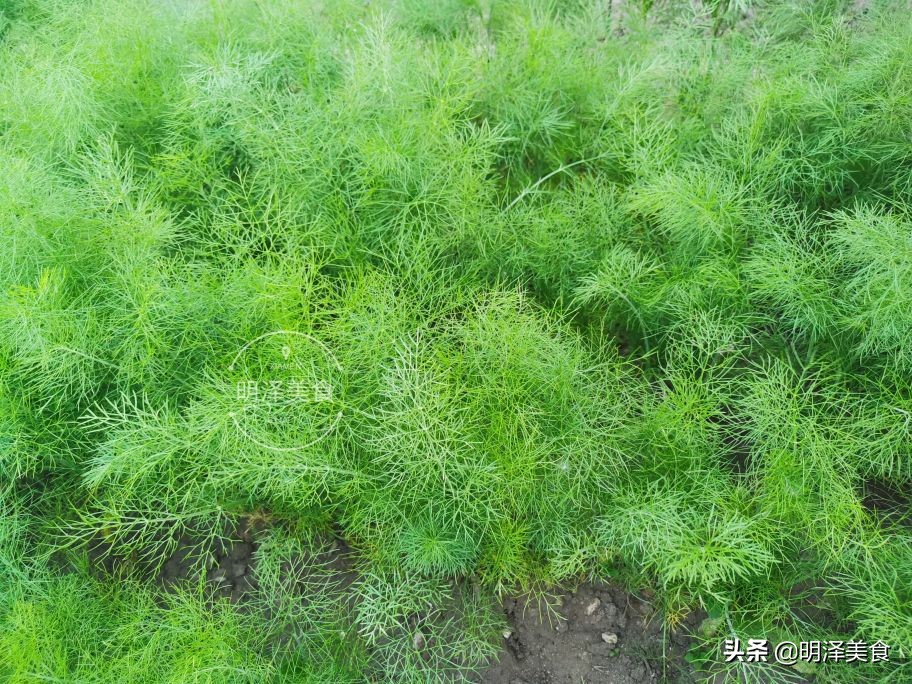 这种蔬菜很少生虫，用它做馅蒸包子，味道鲜香，我一次能吃四五个