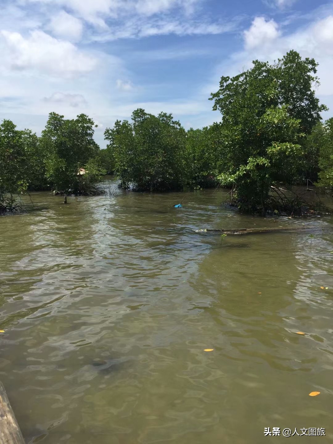 印度尼西亚松巴岛红树林,印度尼西亚的红树林牛角螺