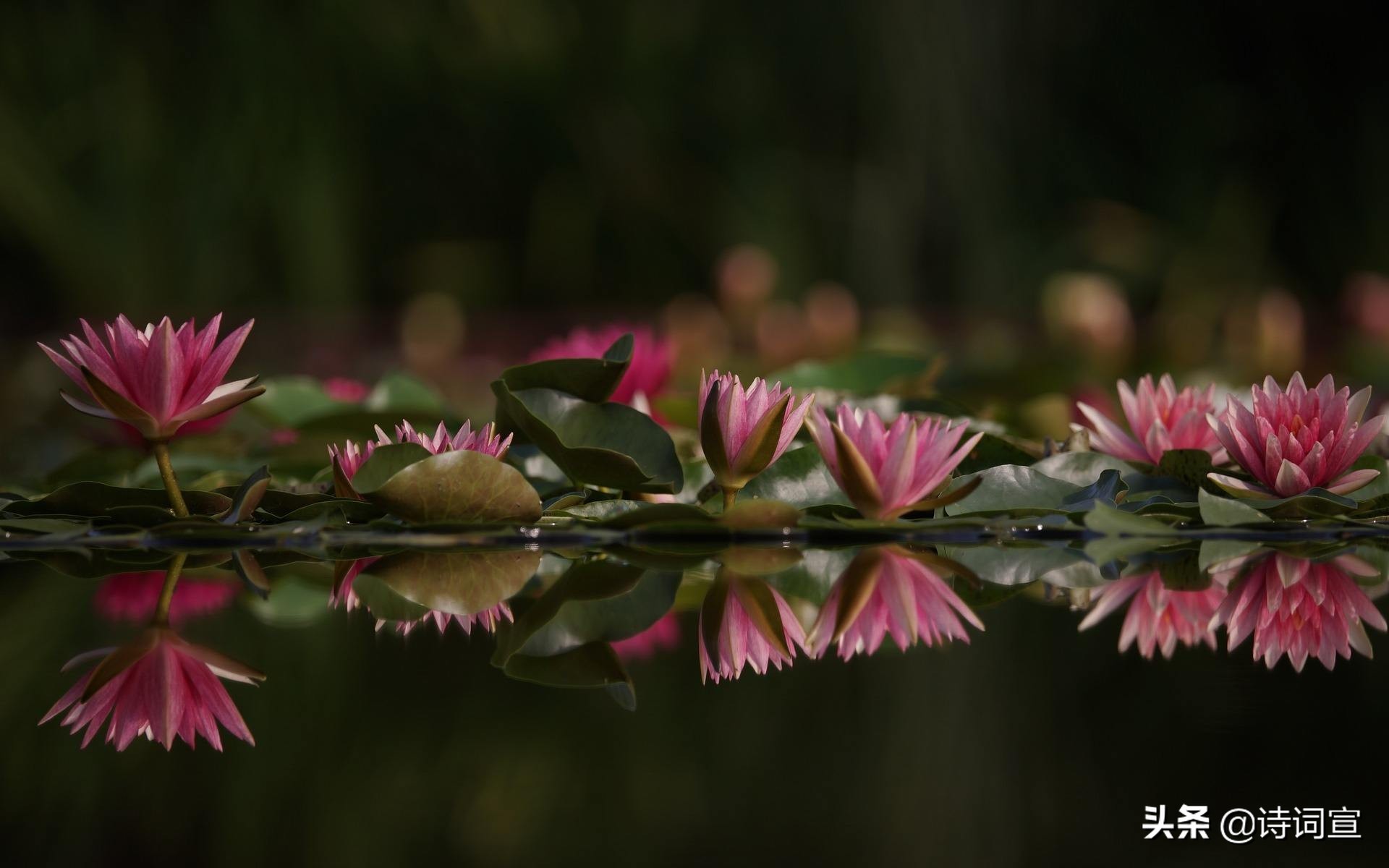 小满的诗句唯美短句,人生最好是小满的诗词