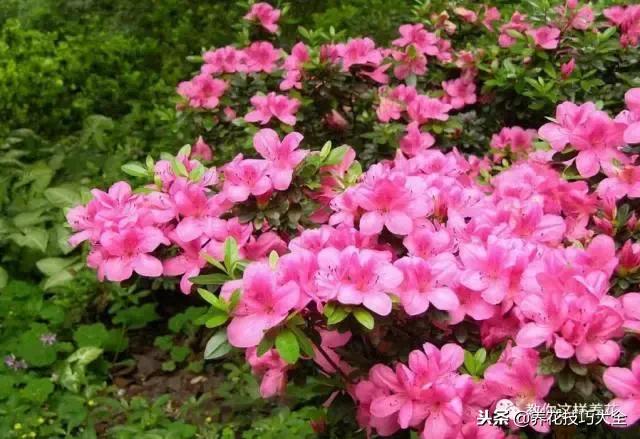 刚栽的杜鹃花蔫了怎么办,杜鹃花死了一半怎么回事