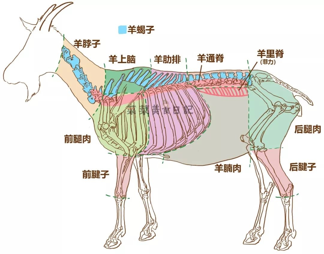 羊身上哪里肉贵,羊身上哪个部位便宜