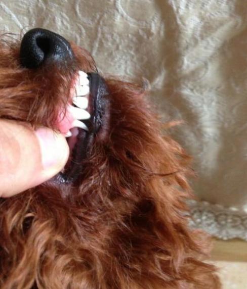 泰迪幼犬换牙注意事项,泰迪犬换牙吃硬狗粮能咬动吗