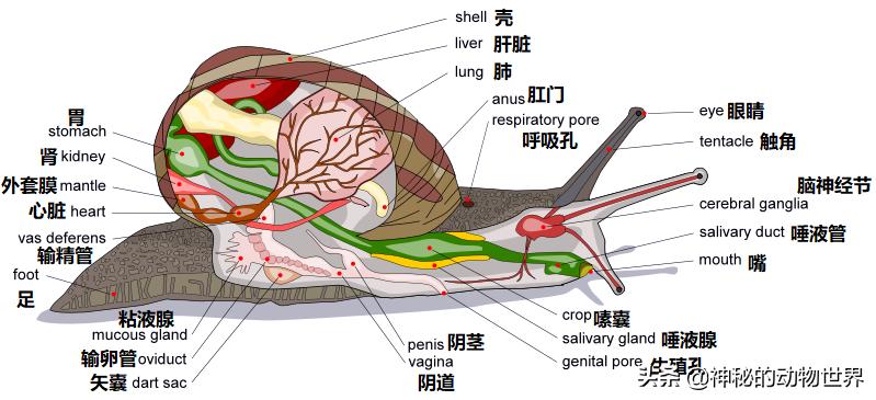 蜗牛是不是世界上牙齿最多的动物,蜗牛为什么被称为牙齿最多的动物