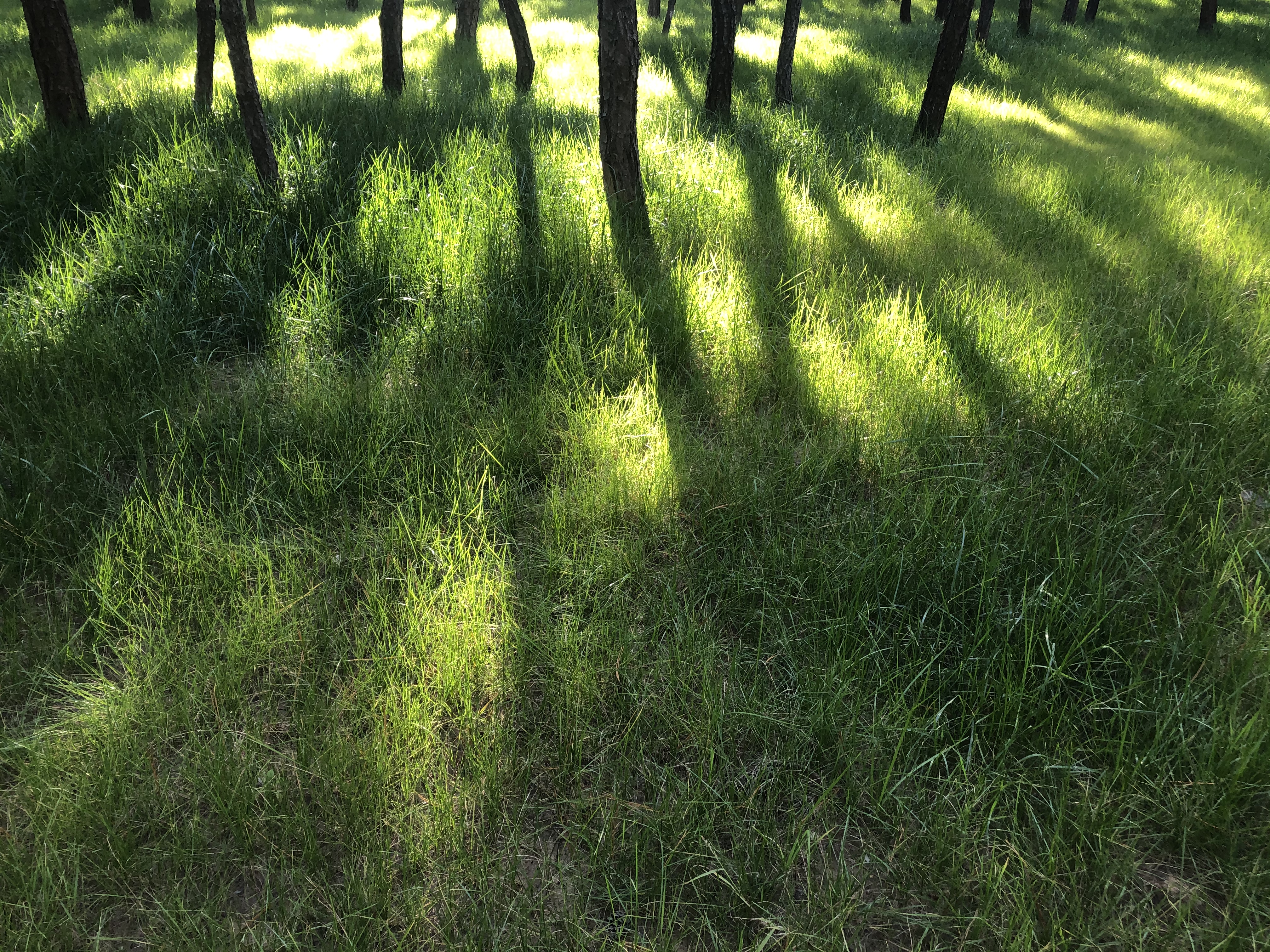 加拿大超级签证贴签邮寄流程,加拿大递交贴签申请须知