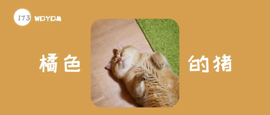 原来橘猫是从小就开始胖了,橘猫为什么可以长那么胖