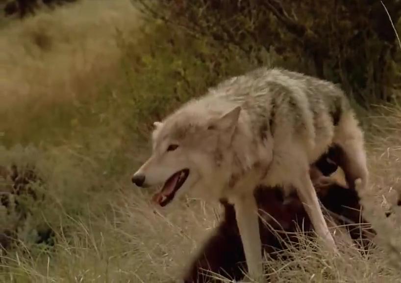 荒郊野外遇到狼该如何逃生,野外遇狼的自救方法