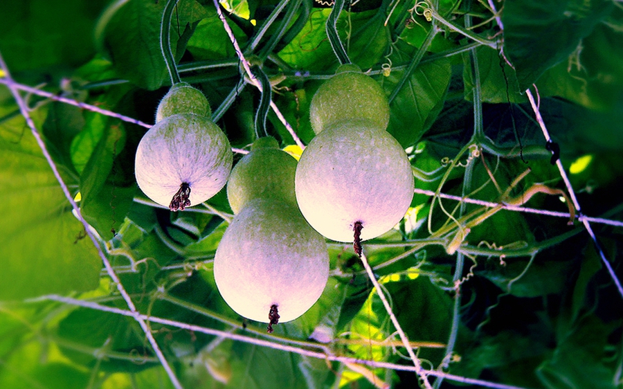 扫落叶优美诗句,扫落叶的诗句