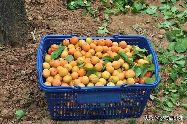 种植杏树苗的方法,种植杏树一般株行距多远最适宜