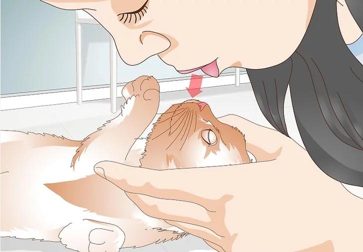 猫咪受伤怎么救助路边,猫咪受伤怎么治疗