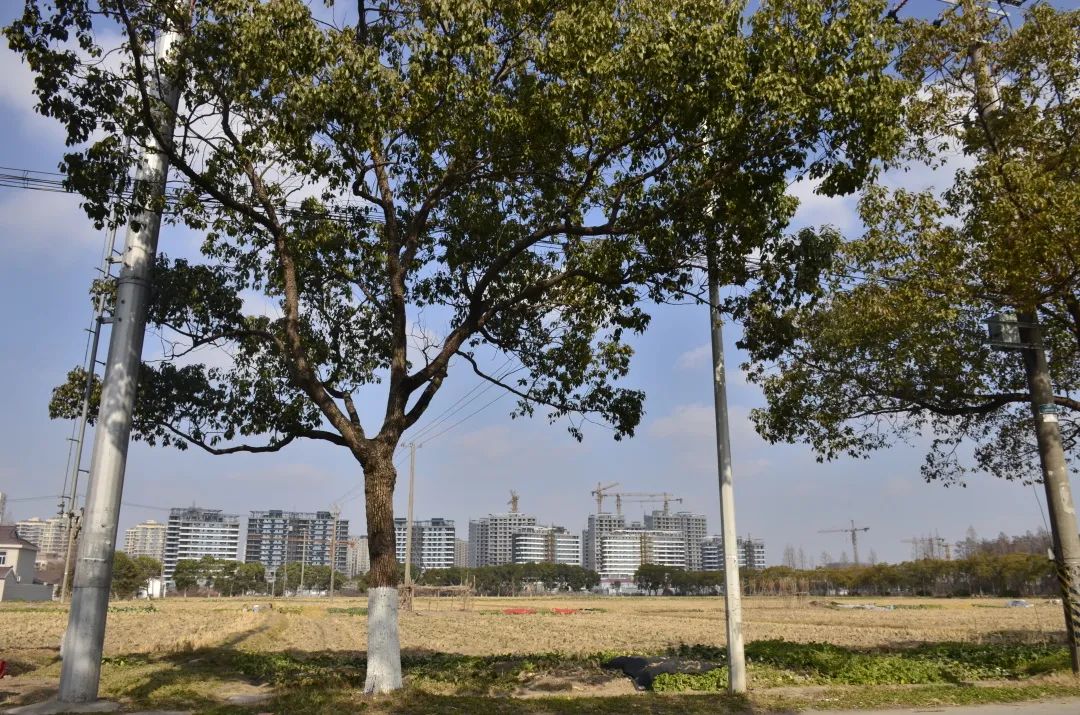 孙侨潞到底最后怎么样了,孙桥为什么发展慢