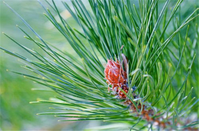 马尾松丰产栽培实用技术视频,马尾松树苗的栽培