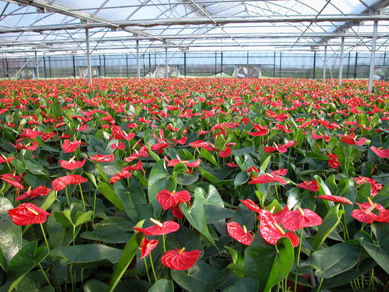 红掌如何养护才能开花,红掌怎样管理才可以开花多