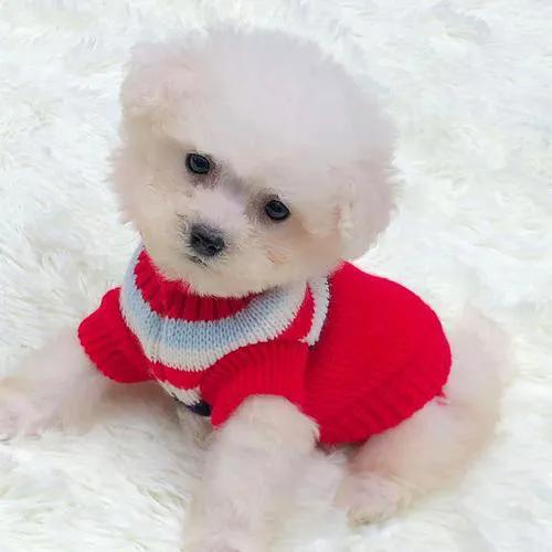 被狗狗抓伤该怎么自救,小朋友遇到陌生的狗应当怎么办