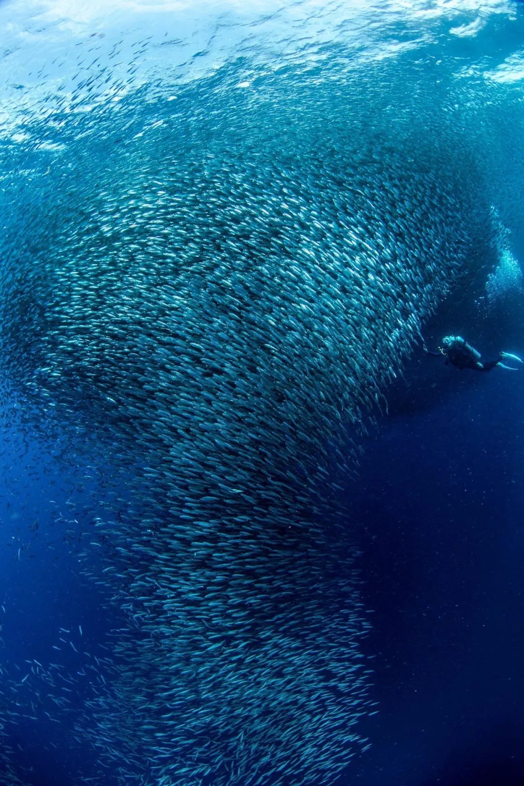 菲律宾碎玻璃,菲律宾塑料破碎