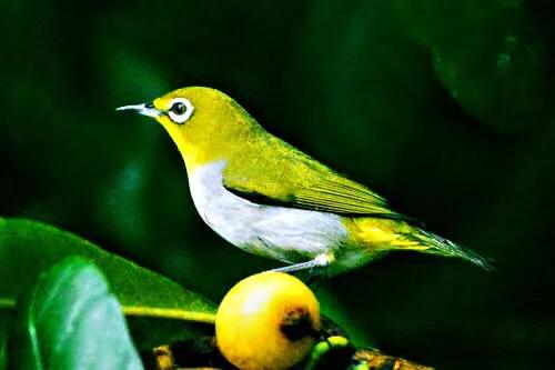 绣眼鸟叫声,绣眼鸟的视频欣赏