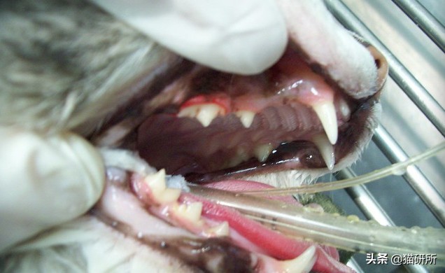 有100只猫该咋办,猫舍的猫全部得口炎了怎么办呢