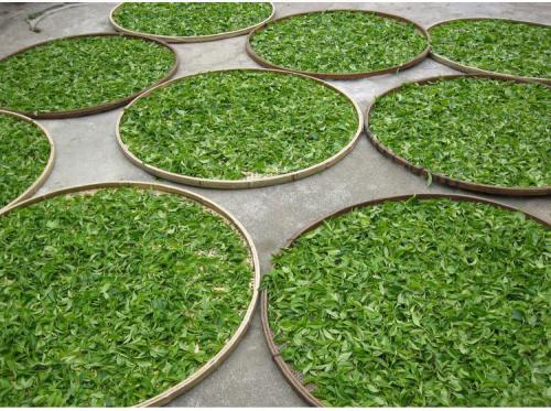 去山东除了“哈啤酒”,还能喝点啥?海岸绿茶了解一下