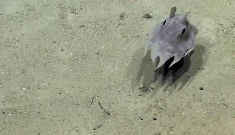 科学家发现喉咙深处有个神秘器官,巨型章鱼的肚子里长啥样