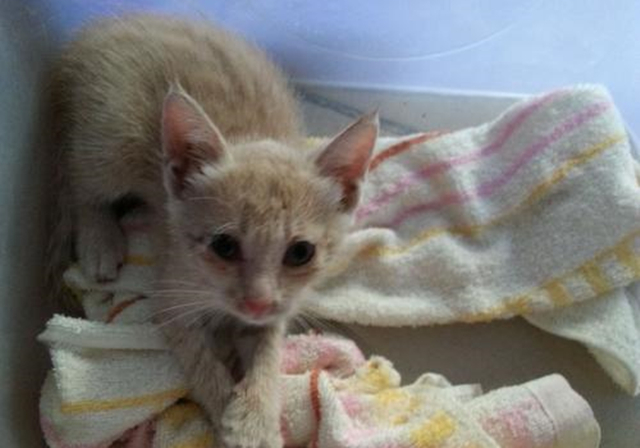 新生乳猫喂养,新生奶猫怎么照顾