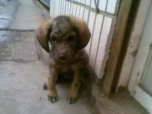 宠物医院不提供用药清单怎么办,宠物常见的皮肤病药