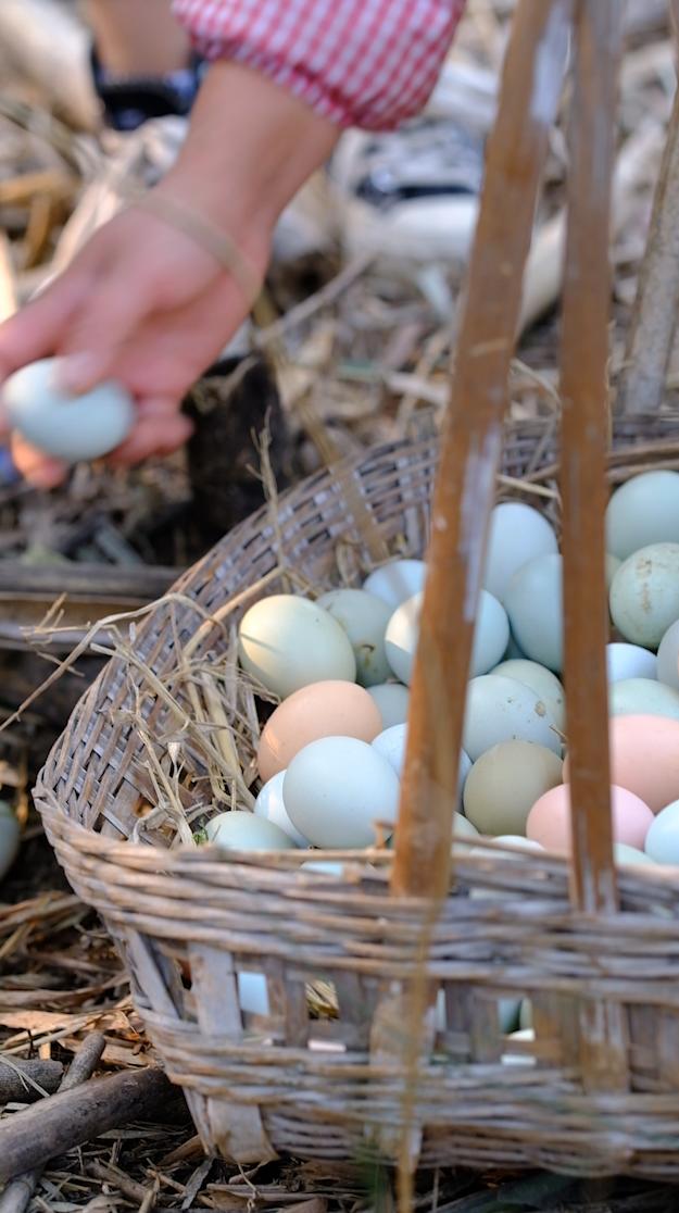 卖完公鸡留母鸡生蛋，不按斤按盒卖70-100块，居然收入千万