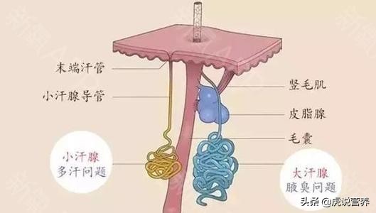 手足多汗有哪些方法,人多汗多怎么回事