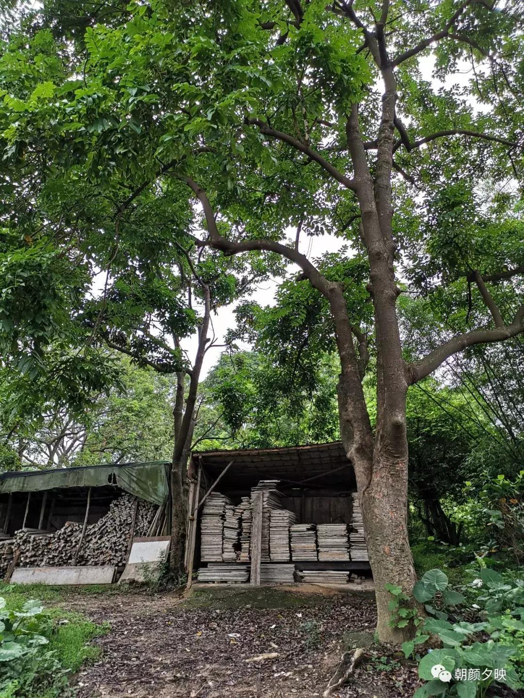 岐阳梧桐起凤环，鹭兮鹭兮寻不见（上）