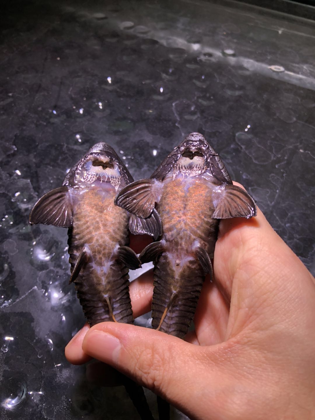 阴阳直升机全红,阴阳直升机图片