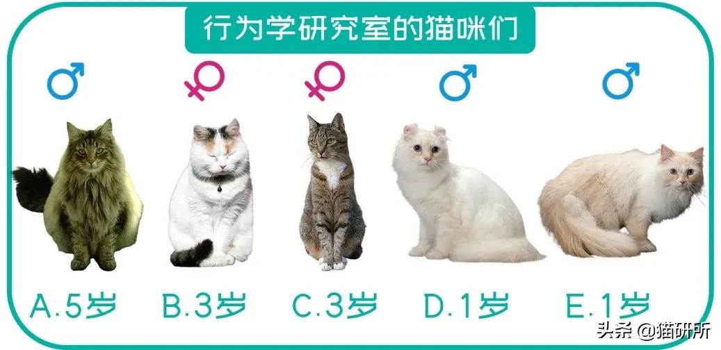 如果一直盯着时间看会发生什么,为啥不能盯着猫咪的眼睛看