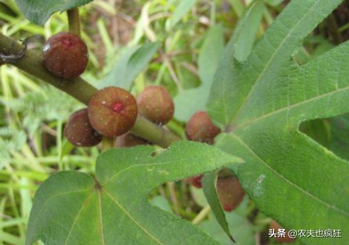 叫桃不是桃，20年前山上很多，如今农民大量种植，10元1斤很畅销