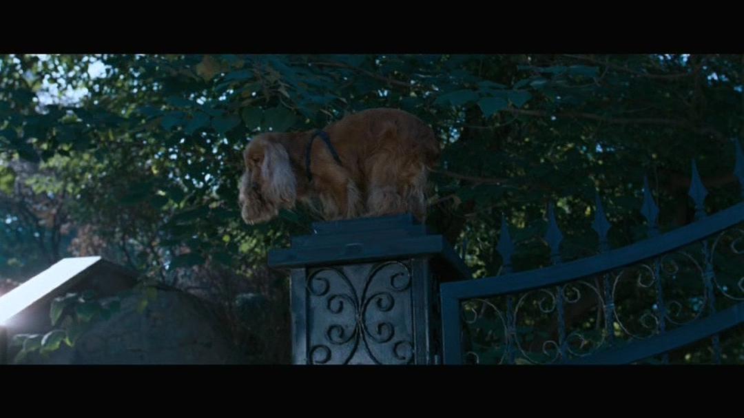 狗十三说脏话,狗十三到底有多可怕