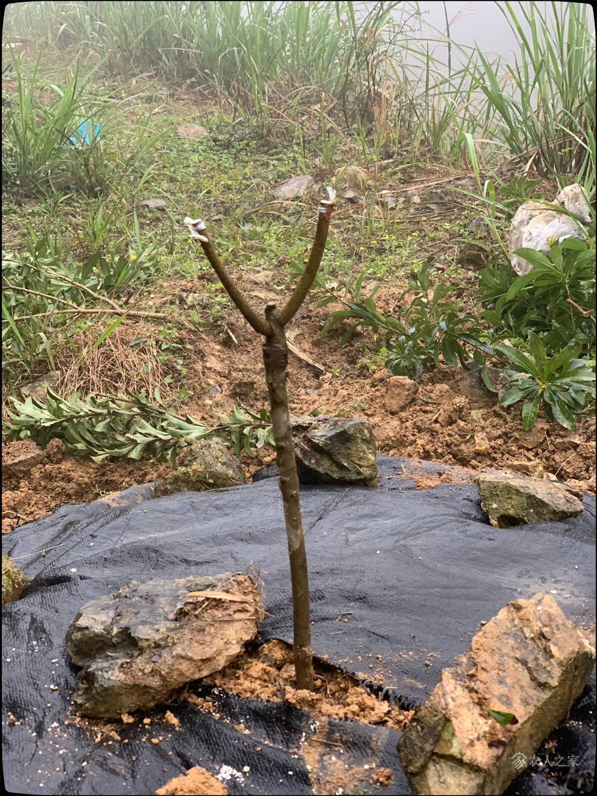 买回来的杨梅如何育苗出苗,网购杨梅树苗怎么盆栽