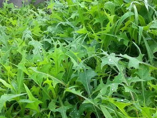 那些常见却叫不上名字的野花野草,常见的野花野草却是农家之宝