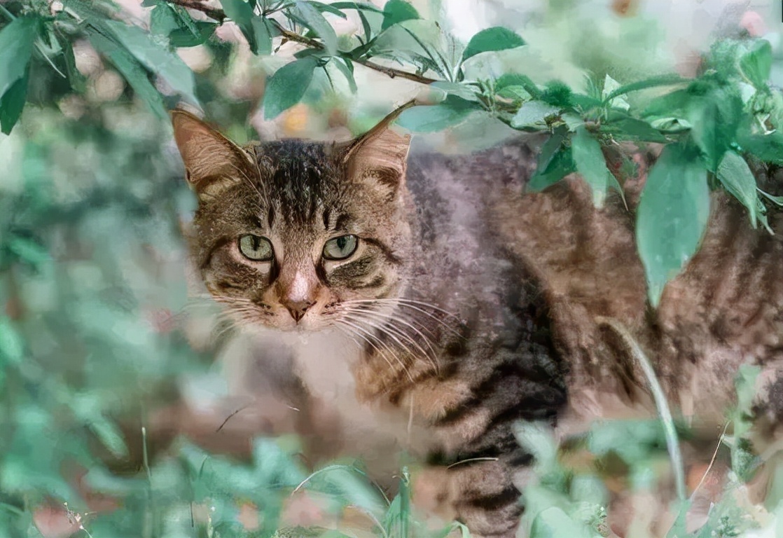 cfa赛级猫狸花猫,cfa认可狸花猫吗
