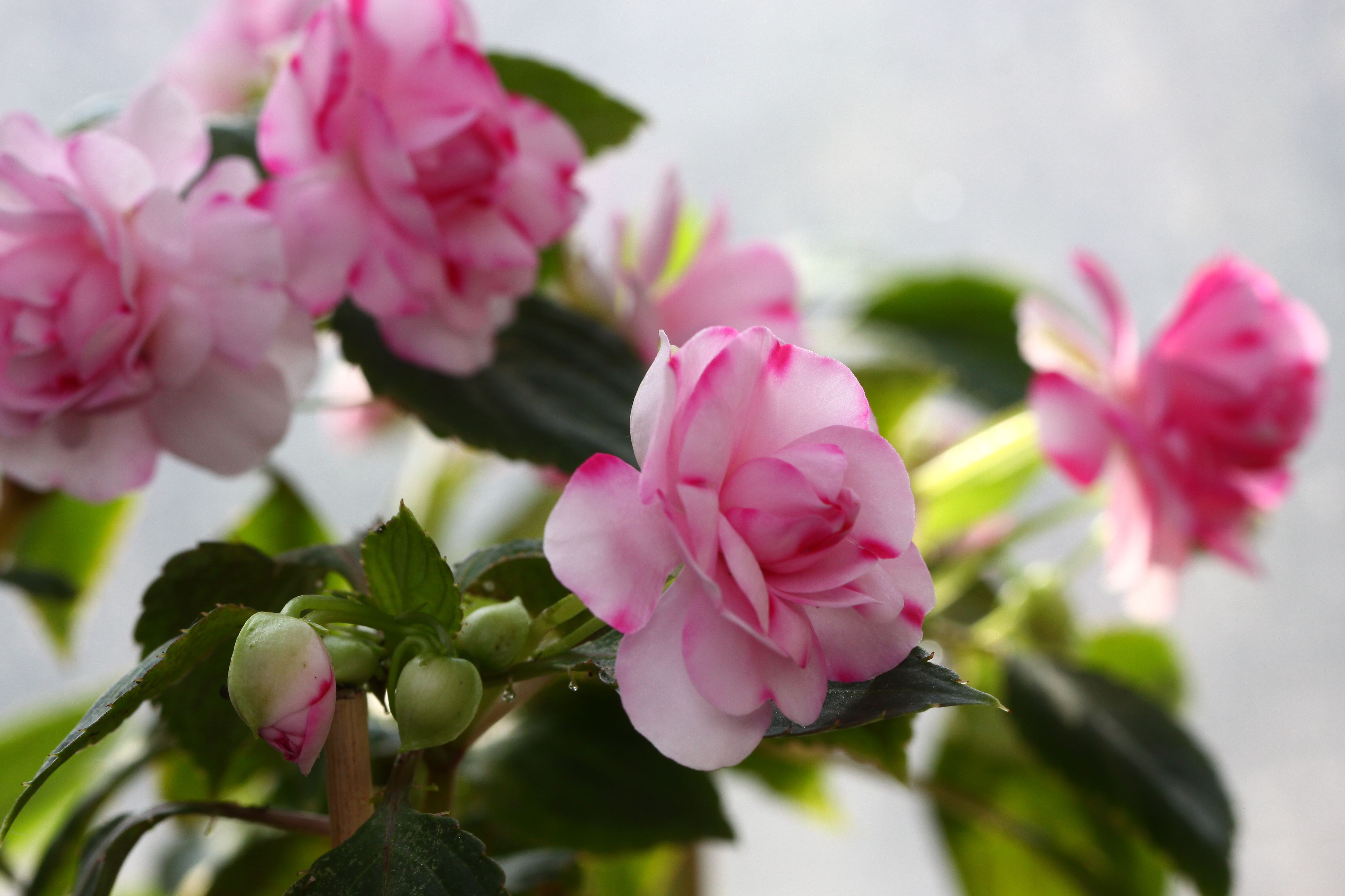 水梅花总是掉叶子,你是不是走进了这些误区?学会了就能爆盆