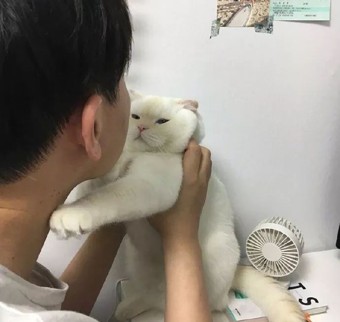 铲屎官请自重图,铲屎官请自重