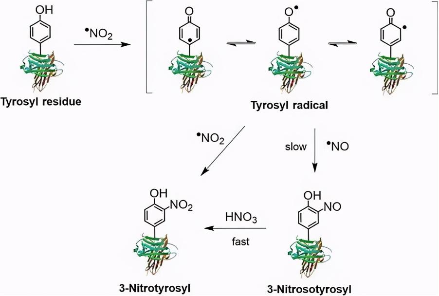 燕窝有什么功效与作用和禁忌,燕窝是不是被夸大了功效