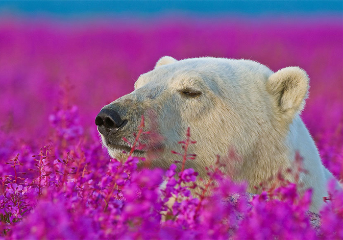 北极熊在花海中嬉戏?冰天雪地的极北之地,竟有如此景象