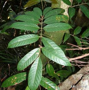 小叶油橄榄与大叶油橄榄的区别,橄榄油的橄榄跟普通橄榄区别