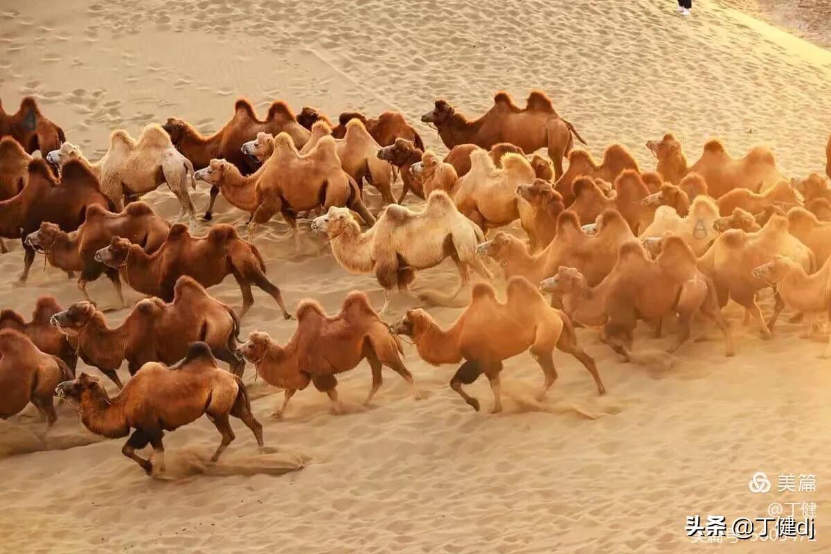 游弋在文字中的意思,游弋在古典诗词中的意思