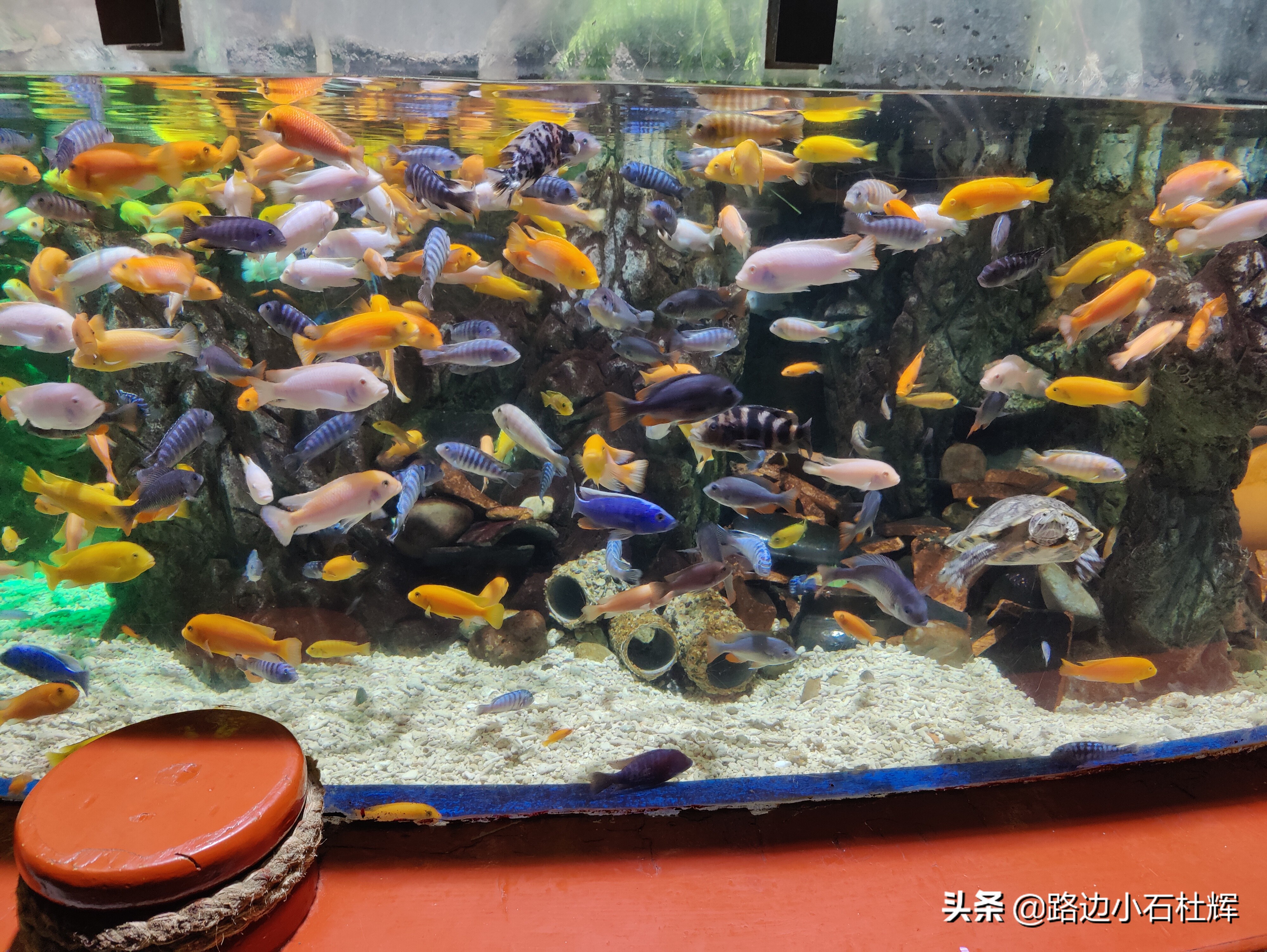 北京海洋馆游玩一览表,北京太平洋海洋馆海底世界