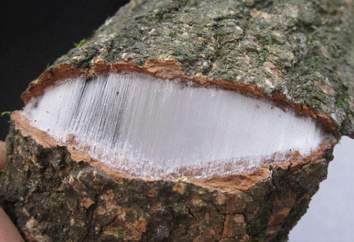 原产于中国的物种,树皮里面有银丝叫什么药材