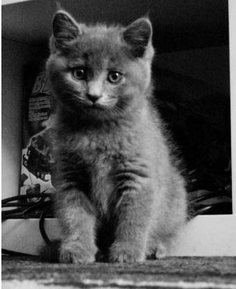 养猫必看猫咪全攻略,养猫攻略猫的品种