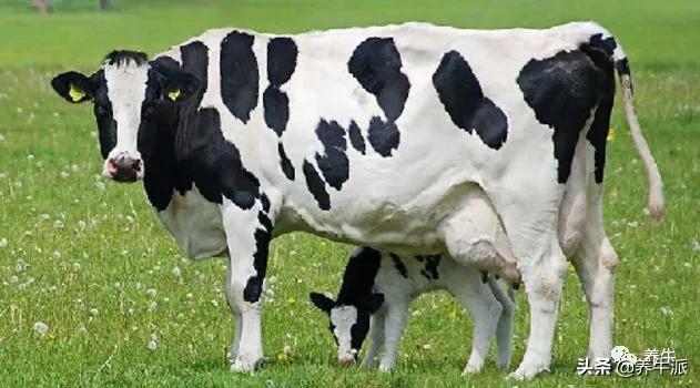 奶牛生产瘫痪的原因,奶牛产后瘫痪的机理