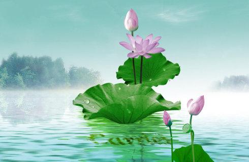 小暑连大暑，赏荷正当时，杨万里写的这首小诗，写尽荷花之美