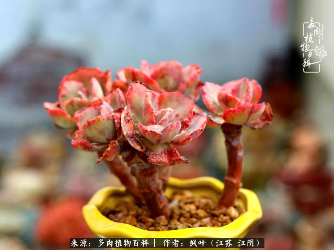 春有约，花不误，多肉与春天有个约会